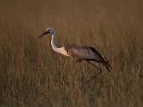 Africa 026 : Africa, Animal, Bird, Botswana, Okavango, Vumbura Plains, Waddled Crane